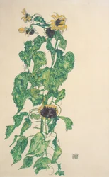 Tournesols